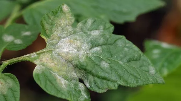 用厨房常用的主食预防植物上的真菌病